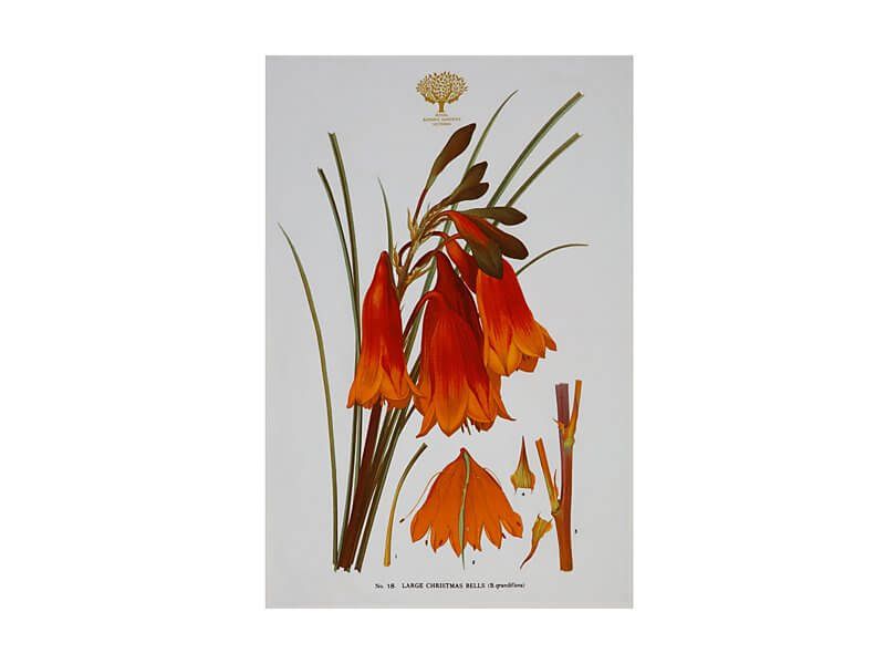 Botanic Floral - Teatowel, Bells