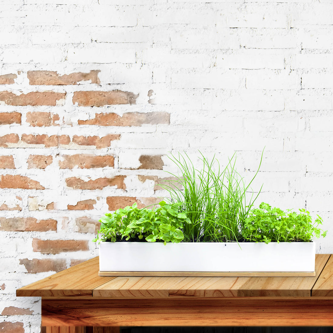 MicroHerbs - 40cm Windowsill Kit