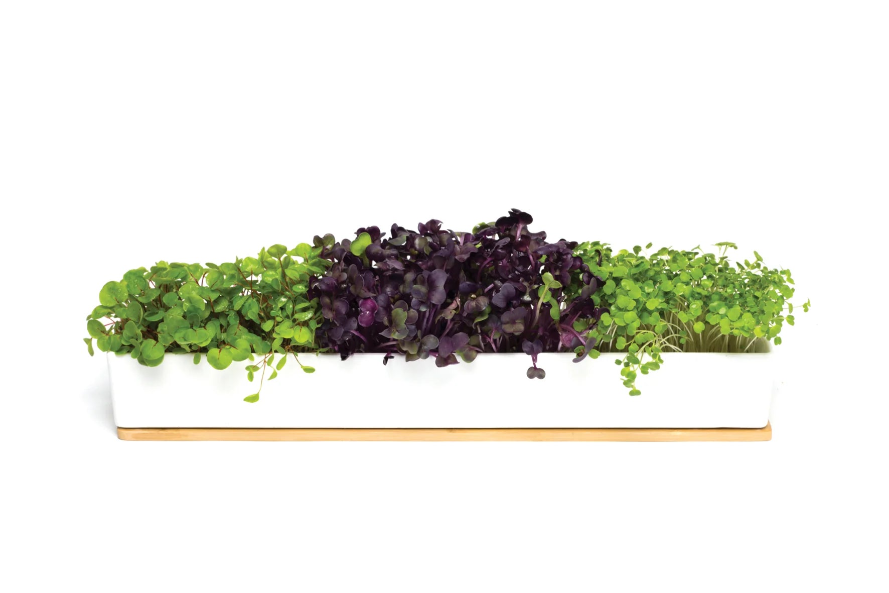 MicroGreens - 40cm Windowsill Kit