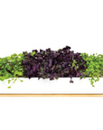 MicroGreens - 40cm Windowsill Kit