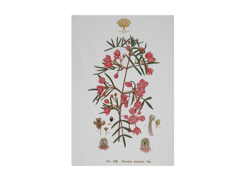 Botanic Floral - Teatowel, Boronia