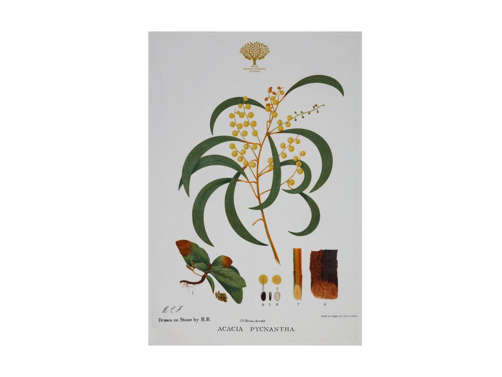 Botanic Floral - Teatowel, Wattle