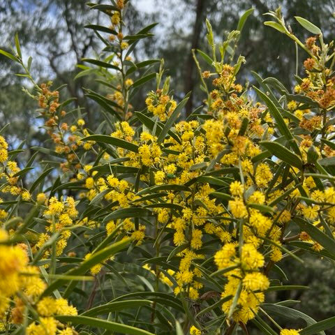 Close-up of a wattle bush with clusters of bright yellow blossoms and green leaves, photographed outdoors against a blurred background of trees and sky.