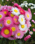Everlastings - 10g Packet, Pink & White
