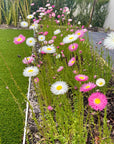 Everlastings - 10g Packet, Pink & White