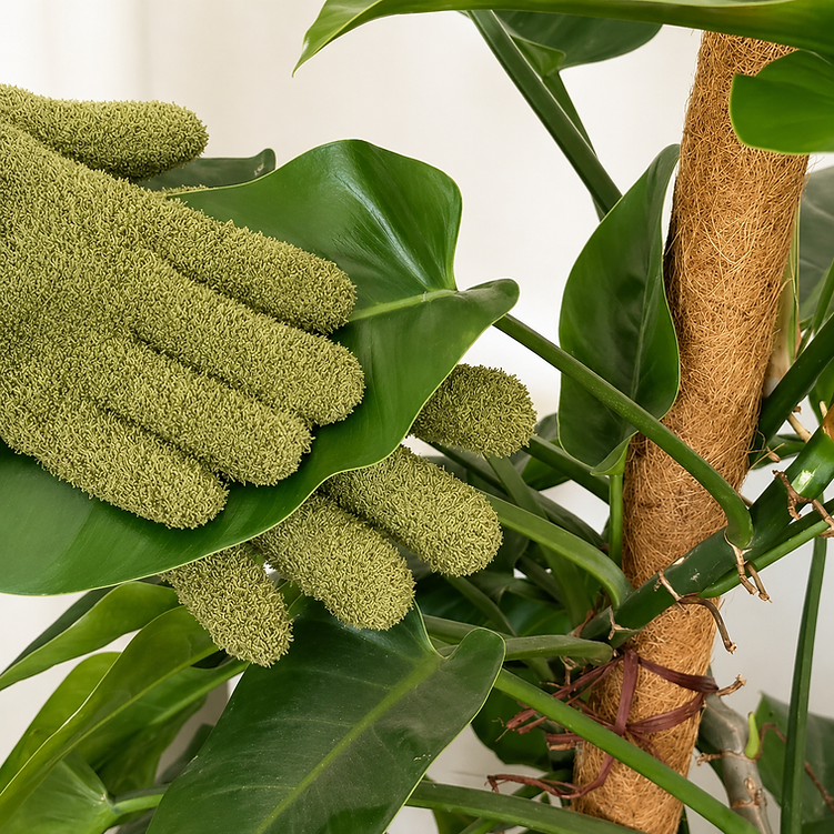 Plant - Leaf Cleaning Gloves