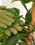 Plant - Leaf Cleaning Gloves
