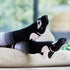 Wilson Payne Magpie 100% Aussie Socks