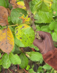 Suede - Thorn Proof Gardening Gloves, Small